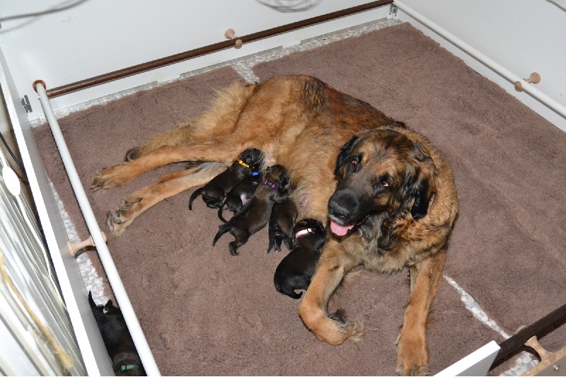 Du Domaine Des Mignons - Leonberger - Portée née le 02/02/2014