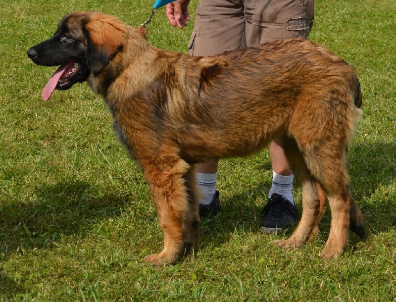Jalna Du Domaine Des Mignons