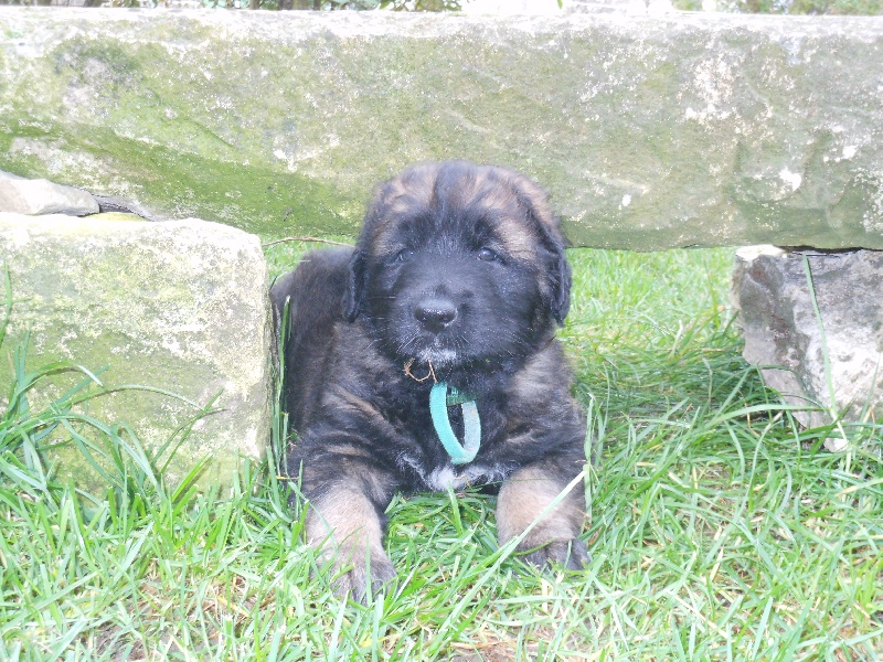 L'goliath Du Domaine Des Mignons