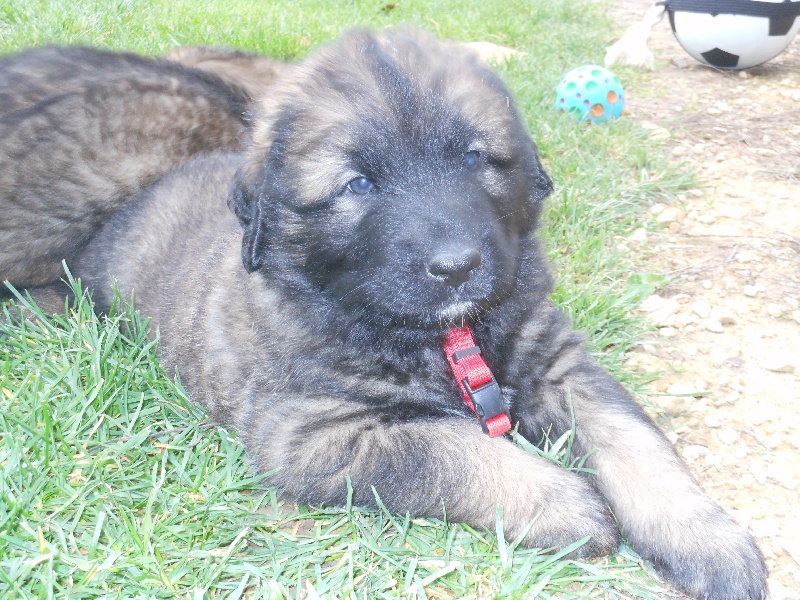 Luna Du Domaine Des Mignons