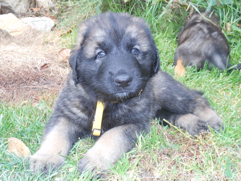 Loukas Du Domaine Des Mignons