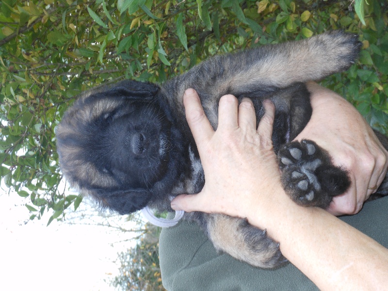 Leon Du Domaine Des Mignons