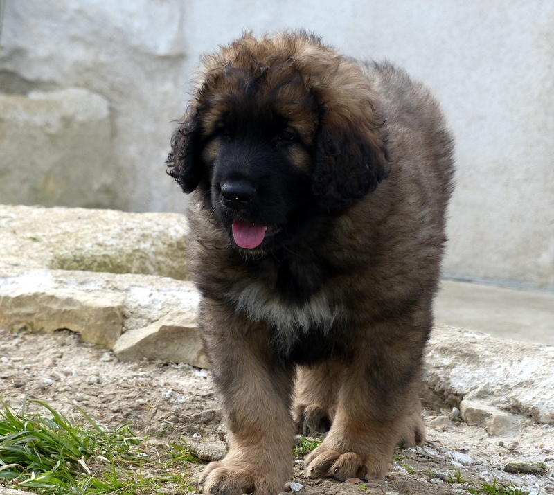 Max Du Domaine Des Mignons