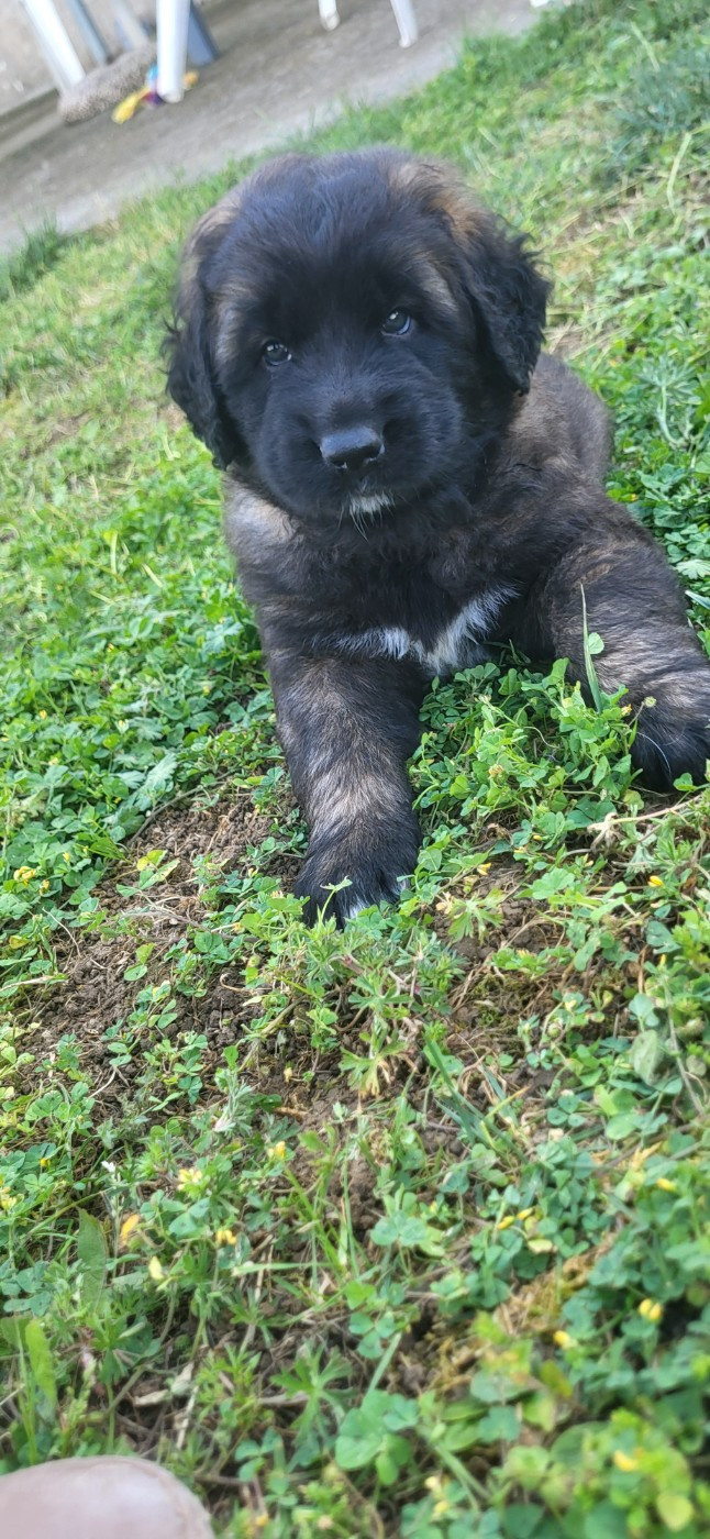 Du Domaine Des Mignons - Chiots disponibles - Leonberger