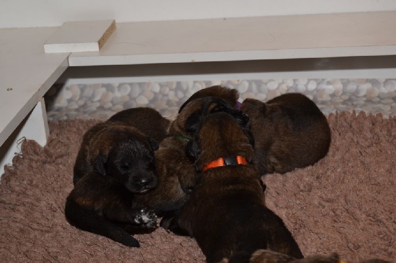 Du Domaine Des Mignons - Leonberger - Portée née le 11/09/2016