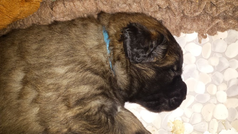 Du Domaine Des Mignons - Leonberger - Portée née le 28/01/2016